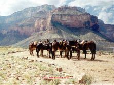 grandcanyon2.jpg